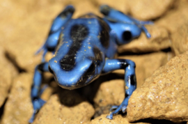 Gouden Gifkikker (Dendrobates Auratus 'Blauw') v.a. €55,-