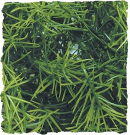 Zoomed Natural Bush - Cashuarina - Medium - 46cm