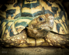 Panterlandschildpad (Stigmochelys Pardalis) v.a. €95,-