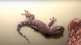 Tokeh (Gecko gekko) v.a. €75,-