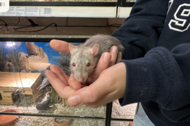 Rat Mink €25,-