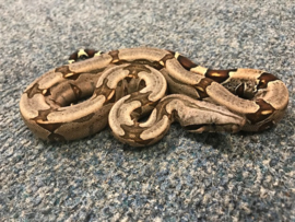 Afgodsslang (Boa Constrictor)