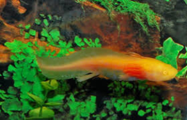 Axolotl / Ambystoma Albino v.a. €15,-