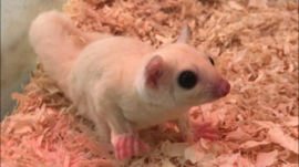 Leucistic Sugar glider / Suikereekhoorn Wit v.a. €290,-