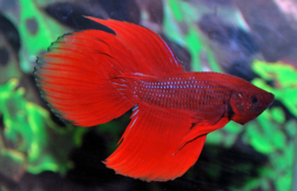 Betta Splendens Man Rood (Kempvis) €8,95