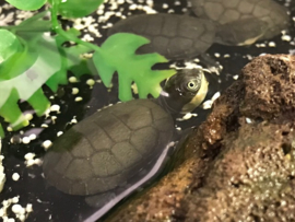 Afrikaanse Moerasschildpad (Pelomedusa Subrufa) v.a. €25,-