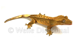 Wimpergekko (Correlophus Ciliatus) v.a. €50,-