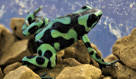 Gouden Gifkikker (Dendrobates Auratus 'Groen') v.a. €55,-