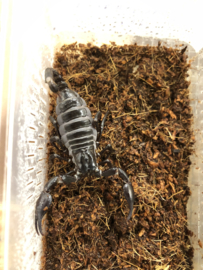 Thaise bosschorpioen (Heterometrus Spinifer) v.a. €15,-