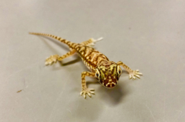 Stenodactylus Petri (Dunvingergekko) v.a. €15,-