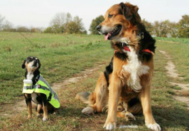 Weenect GPS Tracker Hond - met Triller en Bel
