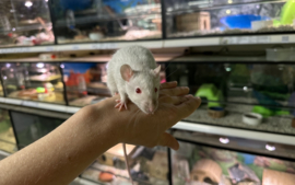 Rat Mink €25,-
