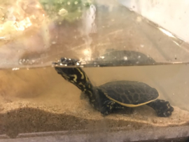 Woeste Drieklauw Weekschildpad (Apalone Ferox) v.a. €25,-