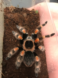 Mexicaanse roodknievogelspin (Tliltocatl Hamori (Voorheen Brachypelma Smithi) v.a. €55,- (vanaf prijs i.v.m. formaat dier)