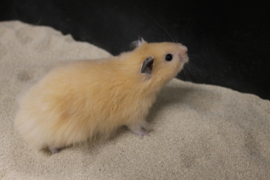 Syrische Hamster Langharig (Goudhamster Langharig) €15,-