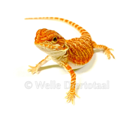 Baardagaam Rood (Pogona vitticeps) v.a. €75,-