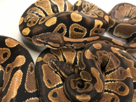 Koningspython (Python Regius) €95,-