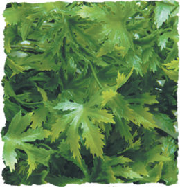 Zoomed Natural Bush - Cannabis - Medium - 46cm