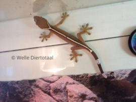 Gestreepte gekko (Gekko Vittatus) v.a. €15,-