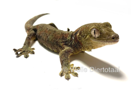 Bemoste Nieuw-Caledonische Gekko / Rhacodactylus Chahoua