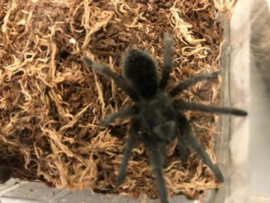 Grammostola Pulchra v.a. €50,-