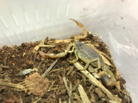 Mesobuthus Martensii €25,-
