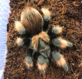 Mexicaanse Roodscheenvogelspin (Brachypelma Emilia) v.a. €30,-