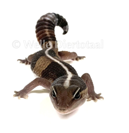 Vetstaartgekko (Hemitheconyx Caudicinctus) €80,-