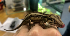 Rhacodactylus Auriculatus v.a. €95,-