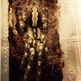 Poecilotheria pederseni v.a. €40,-