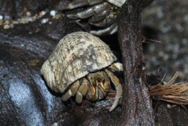 Heremietkreeft / Coenobita Rugosus v.a. €8,-