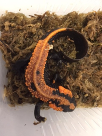 Laos salamander (Laotriton Laoensis) 