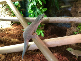 Standings Daggekko | Phelsuma Standingi v.a. €45,-