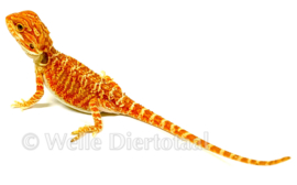 Baardagaam Rood (Pogona vitticeps) v.a. €75,-