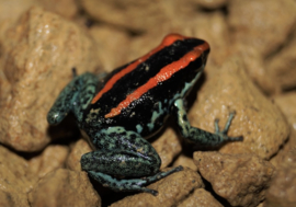 Phyllobates Vittatus (Gestreepte Pijlgifkikker) v.a. €30,-