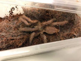 Chilobrachys Huahini (Thaise Vogelspin) v.a. €45,- (vanaf prijs i.v.m. formaat dier)