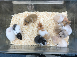 Syrische Hamster Langharig (Goudhamster Langharig) €15,-