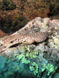 Steppevaraan (Varanus Exanthematicus) v.a. €100,-