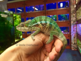 Panterkameleon (Furcifer Pardalis) v.a. €50,- (v) / €300,- (m)