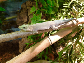 Standings Daggekko | Phelsuma Standingi v.a. €45,-