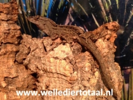 Oranjekeel anolis (Anolis Sagrei)  man  v.a. €15,- / vrouw  v.a. €25,-