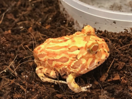 Pacman Strawberry/Apricot (Ceratophrys Cranwelli) €55,-