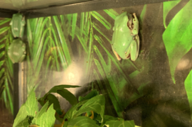Koraalteenboomkikker (Litoria Caerulea) €65,-