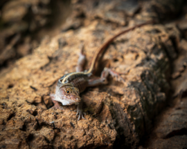 Oranjekeel anolis (Anolis Sagrei)  man  v.a. €15,- / vrouw  v.a. €25,-