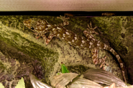 Marmergekko / Christinus Marmoratus v.a. €20,-