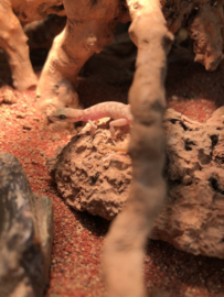 Microgekko (Tropiocolotes Steudneri) v.a. €15,-