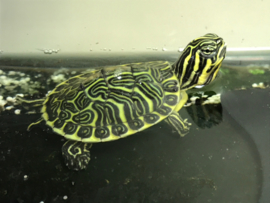 Florida Sierschildpad (Pseudemys Floridana Peninsularis) v.a. €35,-