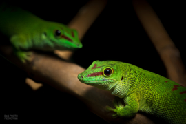 Madagascar reuzendaggekko | Phelsuma Madagascariensis Grandis v.a. €75,-