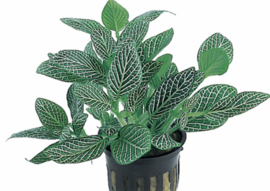 Terrariumplanten vanaf €3,50