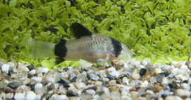 Corydoras Panda / Panda Pantsermeerval v.a. €8,50